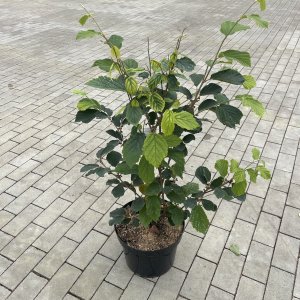 Zaubernuss Feuerzauber