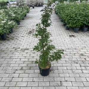 Japanischer Storaxbaum