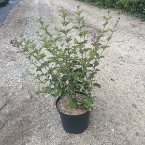 Zwergflieder Dark Purple