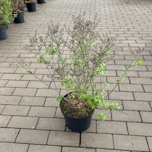 Bloomerang Dunkellila Flieder