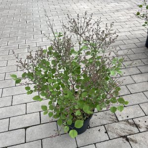 Bloomerang Dunkellila Flieder