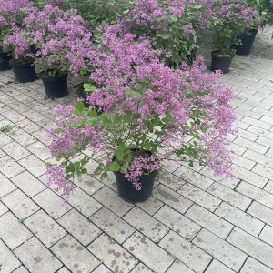 Bloomerang Dunkellila Flieder