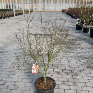 Zwergfächerahorn Wilsons Pink Dwarf