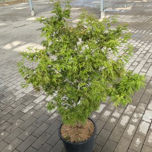 Zwergfächerahorn Wilsons Pink Dwarf