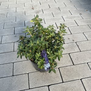 Rhododendron impeditum Blaue Mauritius