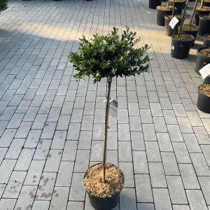 Japanische Stechpalme Buxbol