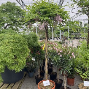 Chinesischer Blauregen