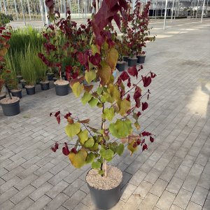 Chinesischer Judasbaum Eternal Flame