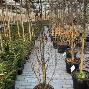 Säulen-Hainbuche Fastigiata