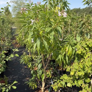 Chitalpa Summer Bells