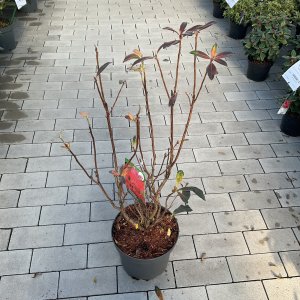 Schmalblättriger Sumpf-Rhododendron Karminduft