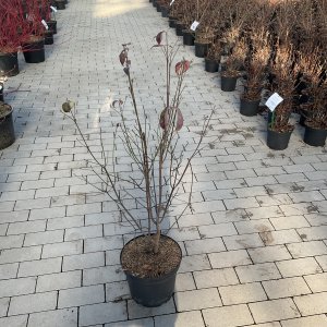 Amerikanischer Blumen-Hartriegel