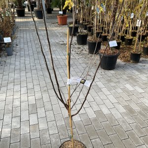 Birnenquitte Champion