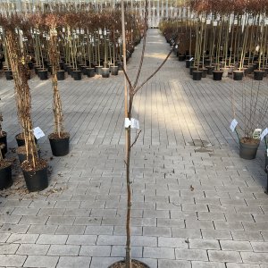 Edelkastanie Belle Epine