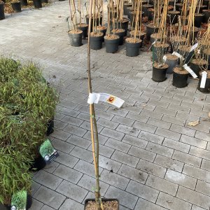 Edelkastanie Dore de Lyon