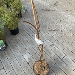 Chinesische Kiwi Jenny