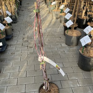 Himbeere Black Jewel