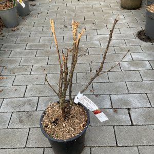 Rote Johannisbeere Macherauchs späte