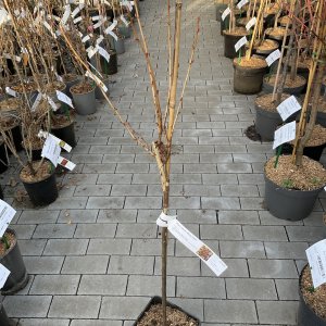 Schwarze Johannisbeere Black Giant