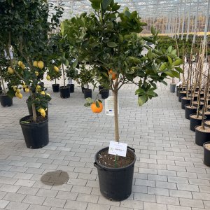 Apfelsine, Orange