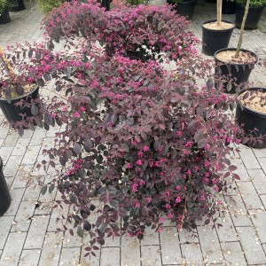 Riemenblüte