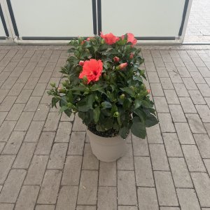 Chinesischer Roseneibisch