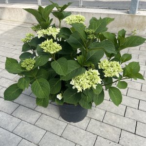 Hortensie Ice Girl