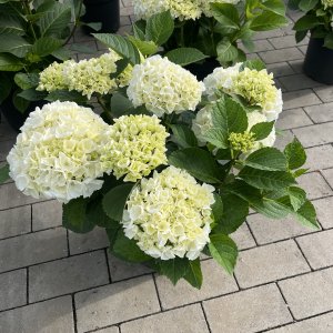 Hortensie Ice Girl