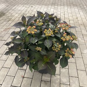 Hortensie Tiffany