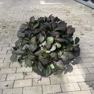 Hortensie Dark Angel