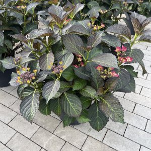 Hortensie Dark Angel