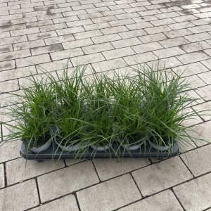 Brunnera Carex Verde