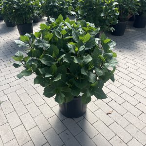 Tellerhortensie Zorro