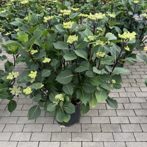 Hortensie Zorro