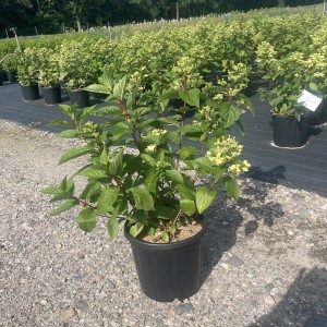 Strauchhortensie „Wims Red“