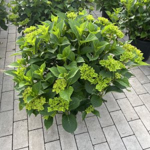Hortensie Schloß Wackerbart