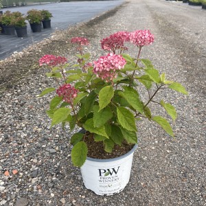Rispenhortensie „Ruby Annabelle“