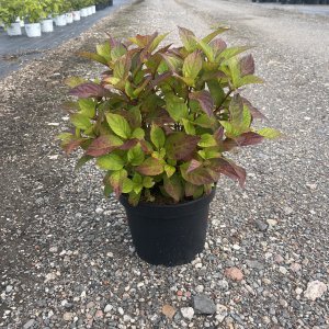 Tellerhortensie Preziosa