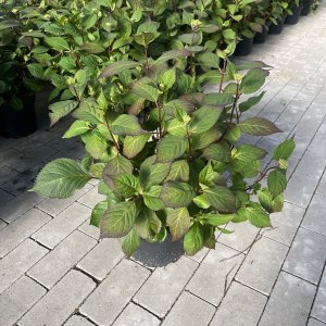 Hydrangea serrata Preziosa