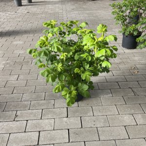 Kartoffel-Rose