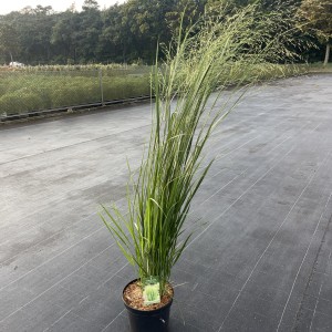 Rutenhirse „Northwindl“