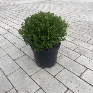 Ilex Twiggy