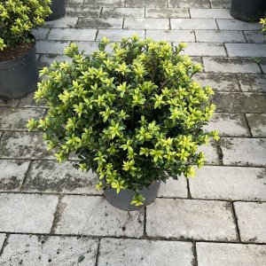 Japanische Stechpalme Twiggy