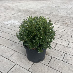 Japanische Stechpalme Glorie Gem