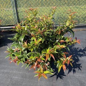 Scheinmyrthe Royal Ruby