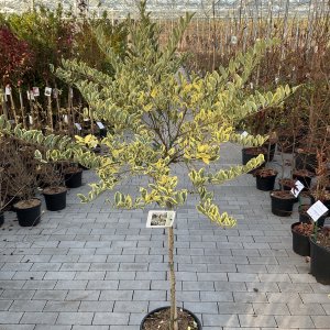 Weißbunter Ovalblättriger Liguster Variegatum