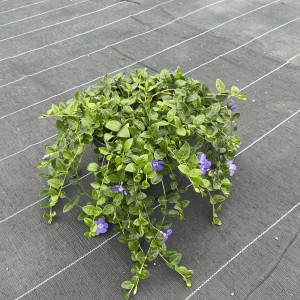 Vinca blaublühend