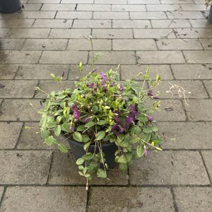 Kleines Immergrün Rubra