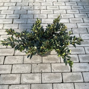 Kupfer-Schuppenmispel Coppertone