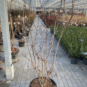 Chinesischer Judasbaum Avondale